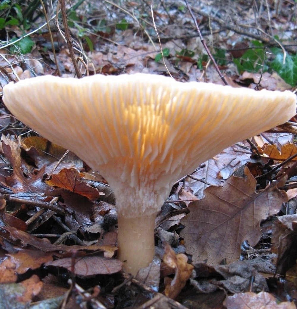 fungo sotto la pioggia (Clitocybe sp. - cfr. C. gibba)